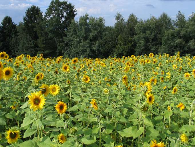 Sunflowers, south-west Styria