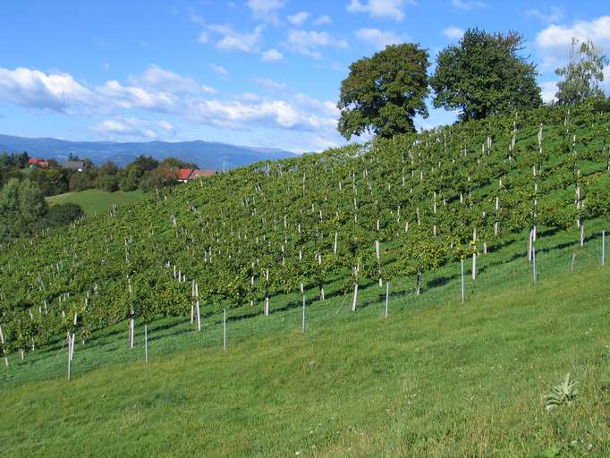 Viniculture, south-west Styria