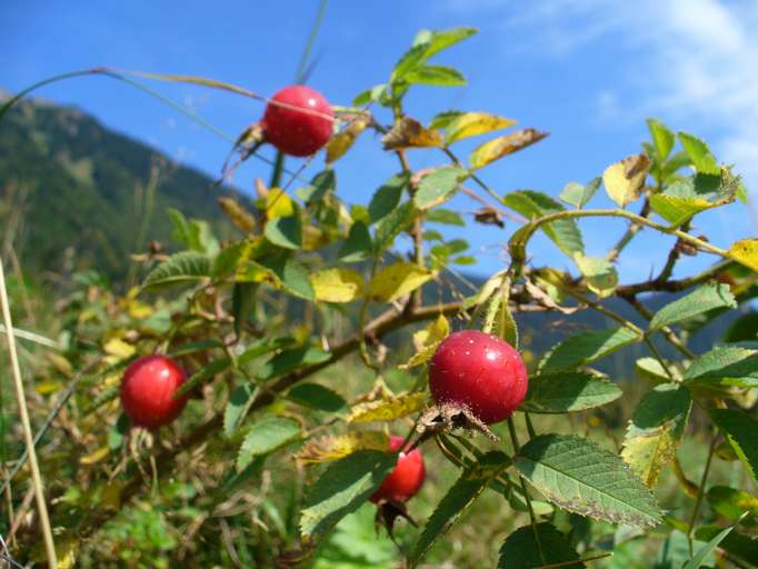 Coccola della Rosa Canina