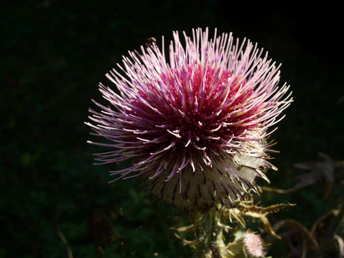 Thistle