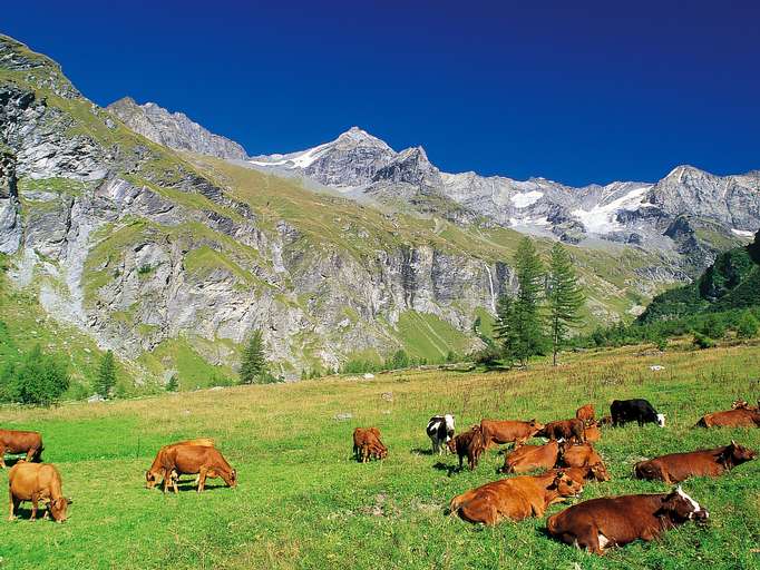 Alpine pasture - Peisey Vallandry