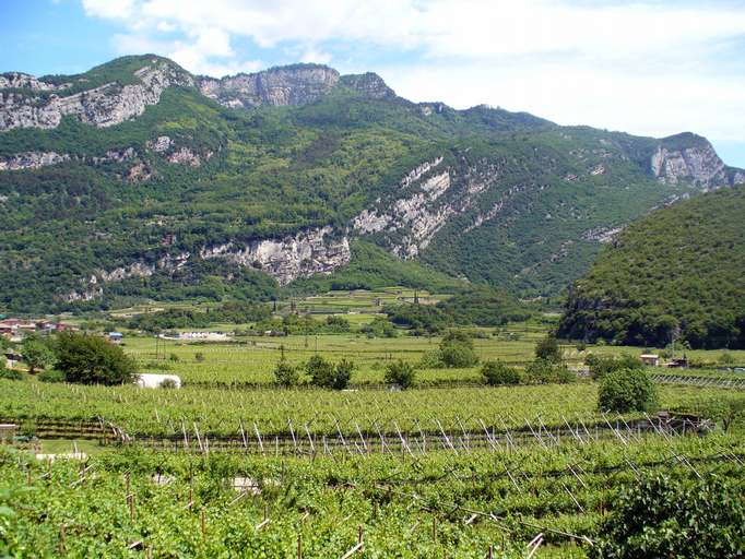 Viniculture, Lake Garda