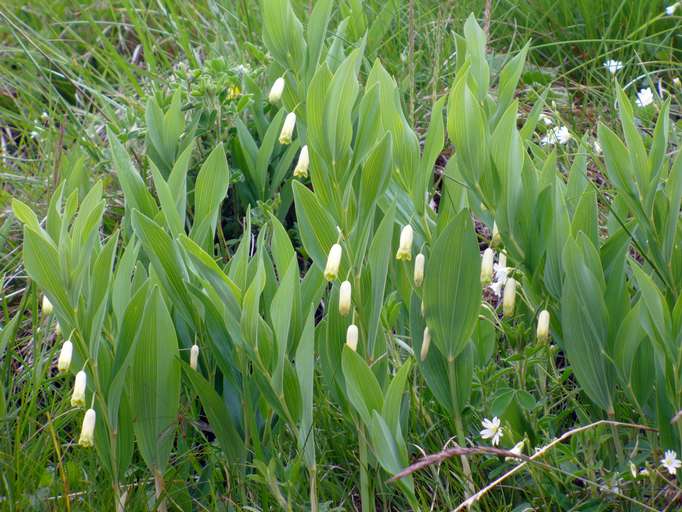 Polygonatum multiflorum