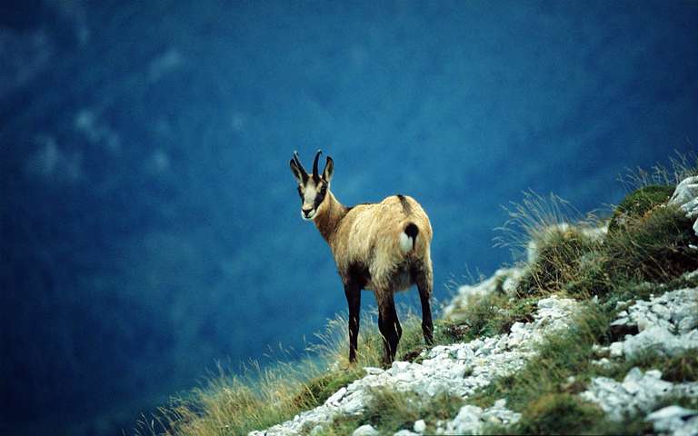 Camoscio, Hochschwabplateau