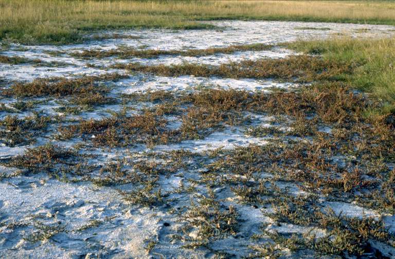 Salzvegetation