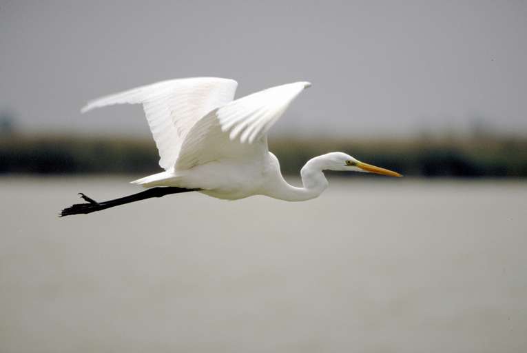 Silberreiher (lat. Casmerodius albus)