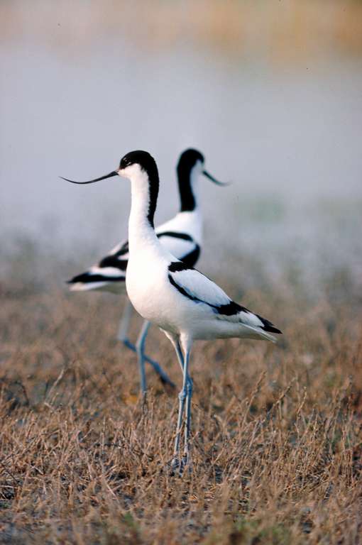 Pied Avocet (lat. Recurvirostra avosetta)