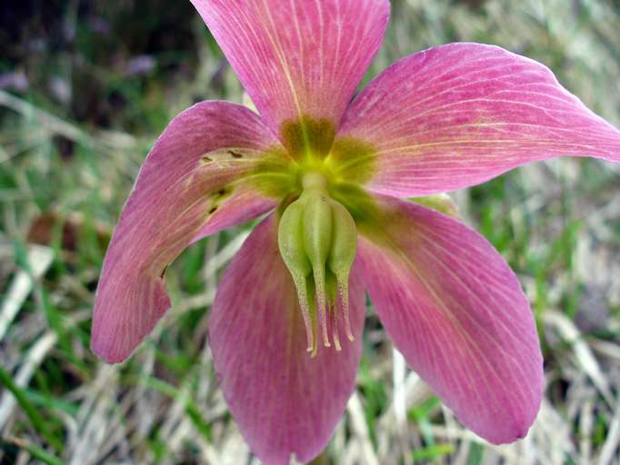 Orchid near Lago d'Idro