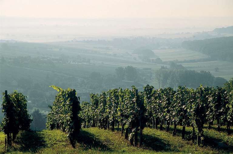 Weinreben überziehen weite Teile des südlichen Burgenlandes