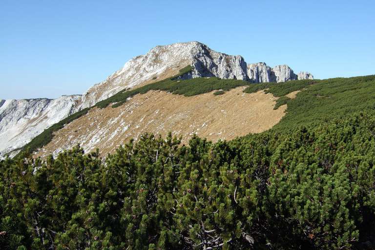 Latschenkiefern am Hohen Nock (1.963m) im Sengsengebirge