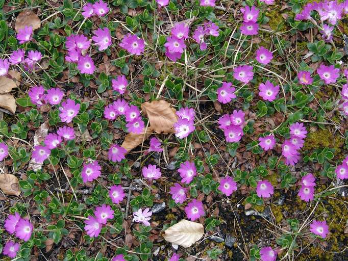 Clusius-Primel oder Jagablut (lat. Primula clusiana)