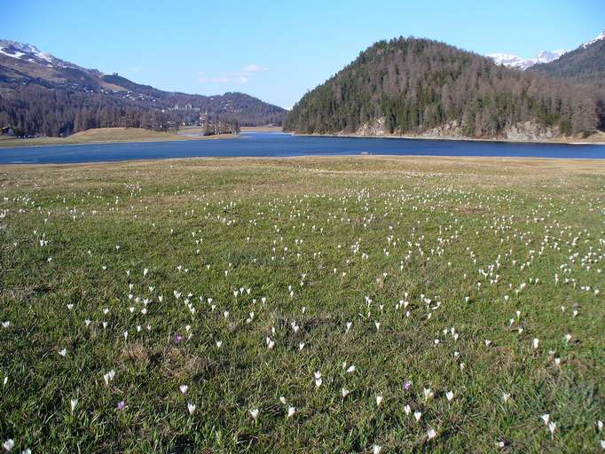 Silverplanersee