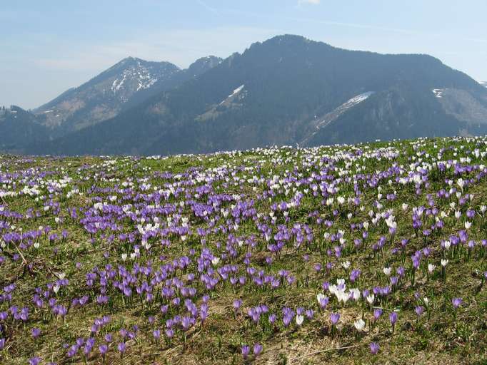 Crocuses at the Heuberg