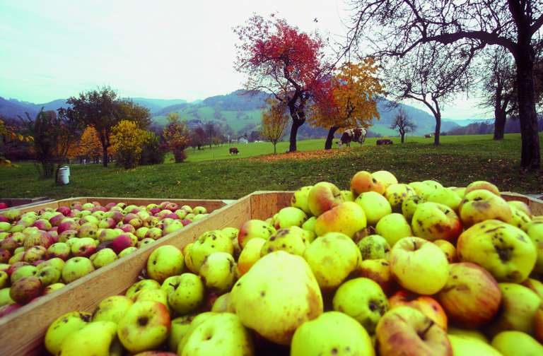 Am Braunsteiner Gut im Pielachtal stehen alte Apfel- und Birnbäume, deren Früchte zu Saft und Most verarbeitet werden