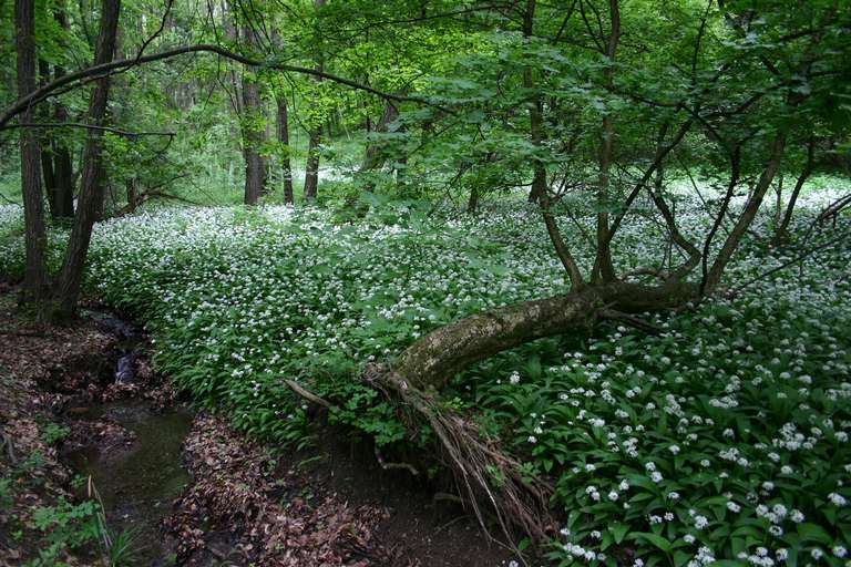 Bärlauchblüten nahe Breitenfurt