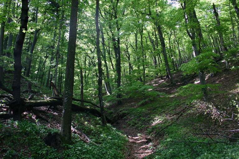 Kardinalgraben near Perchtoldsdorf