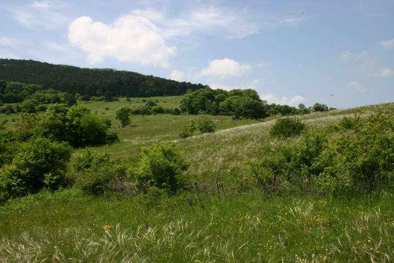 Perchtoldsdorfer Heide