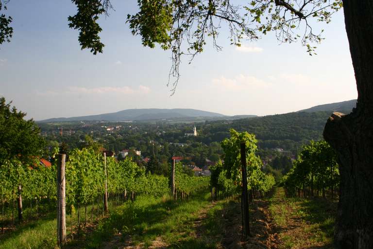 Vineyard Rodaun