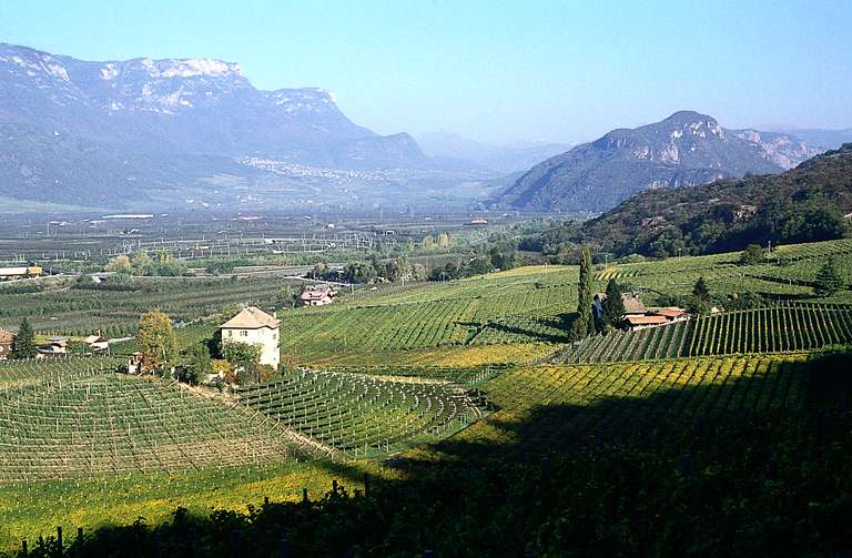 Weinberge im Bozner Unterland