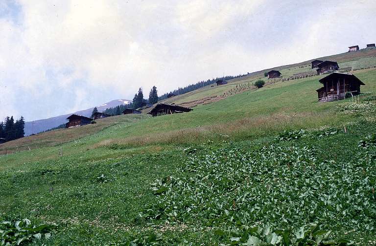 Tux Gemais Alpine Pasture