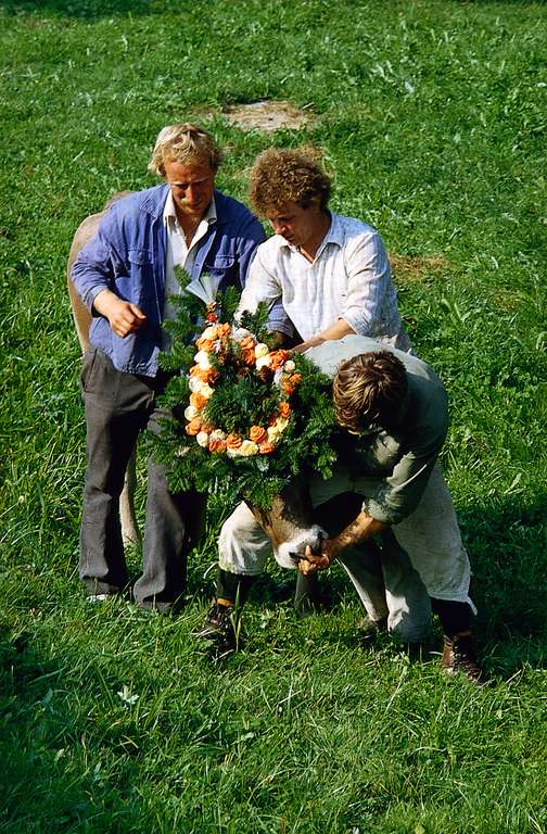 Decorating Cattle, End of Summer Season