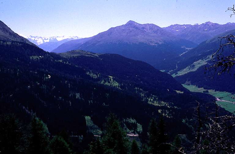 Ortler-Rojen