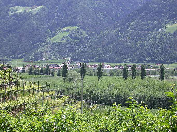 Obstbau im Vinschgau, Plaus