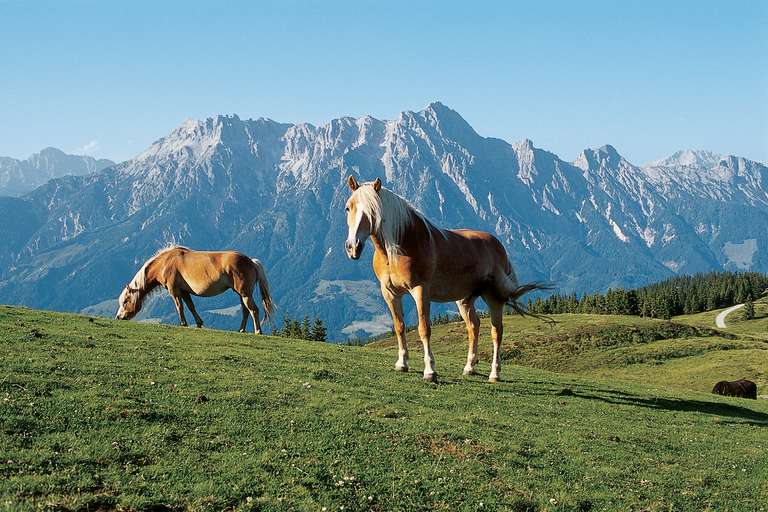 Pferde, Leoganger Steinberge