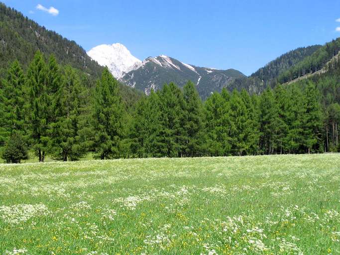 Pascolo, Mieminger Plateau