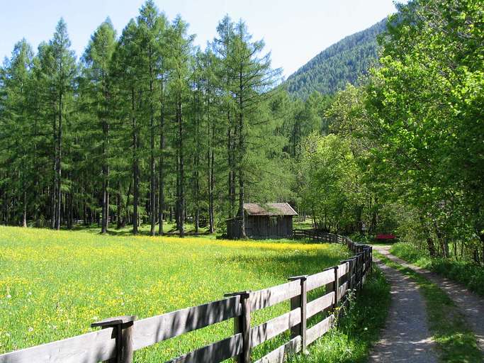 Pascolo, Mieminger Plateau