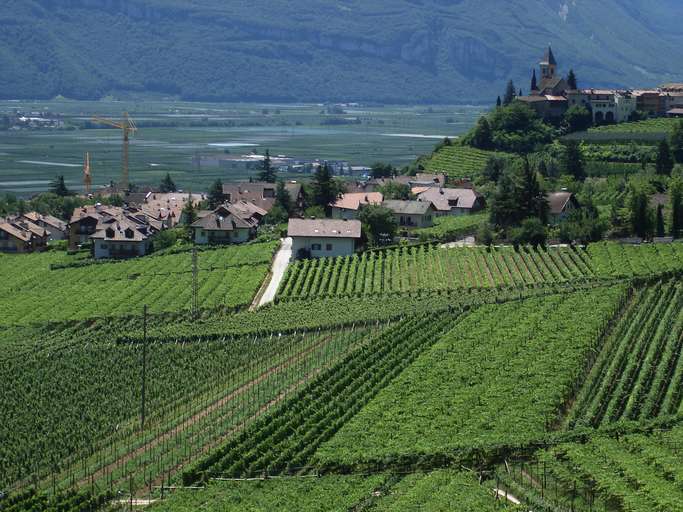 Tramin, viniculture