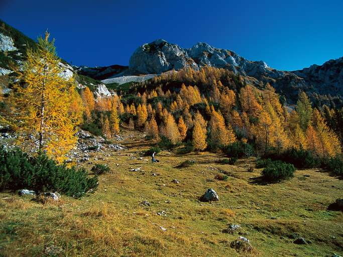 Lärchenwald bei See Bohinj, Julische Alpen