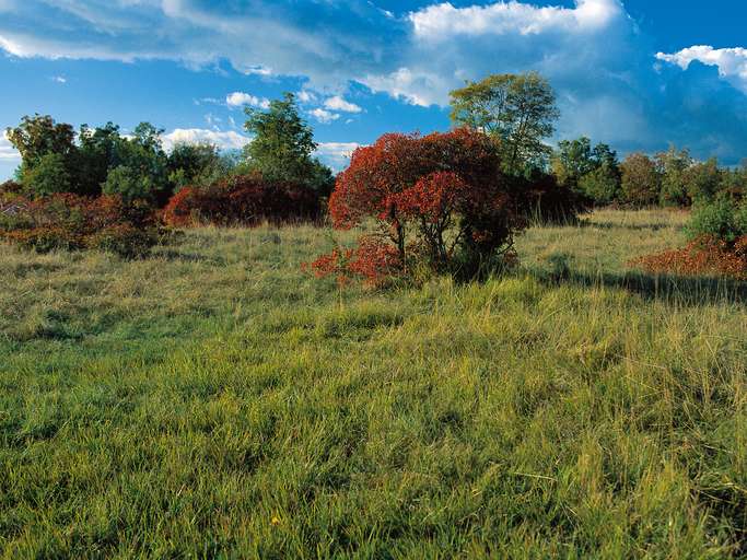 Wild Karst Landscape