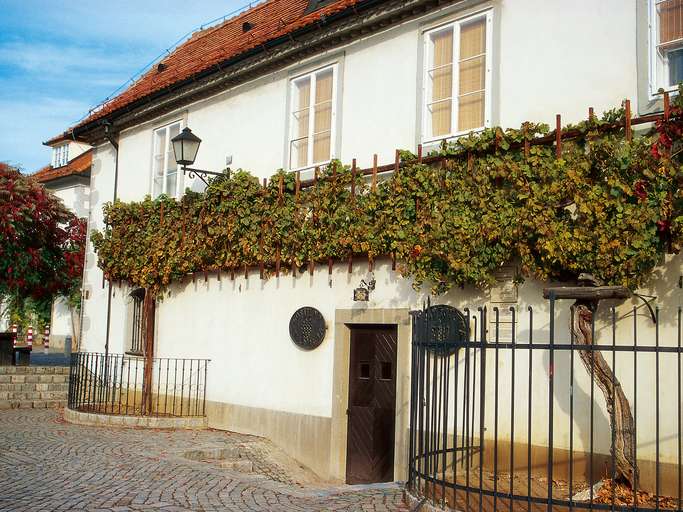 Maribor, 400 Jahre alter Weinstock bei Lent