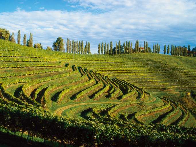 Vineyard from Štajerska Region