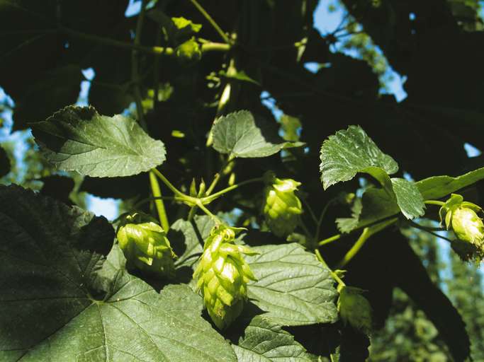 Im Becken von Celje liegen 3% der Weltanbaufläche von Hopfen