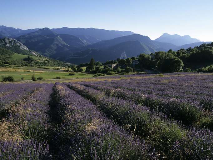 Lavendelfelder bei Rimon-et-Savel im Pays Diois