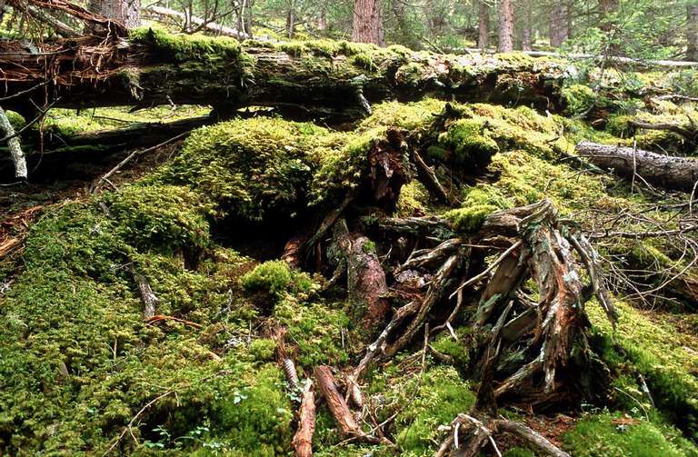 Unberührter Wald im Nationalpark