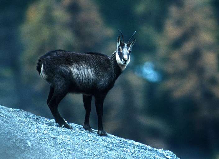 Chamois