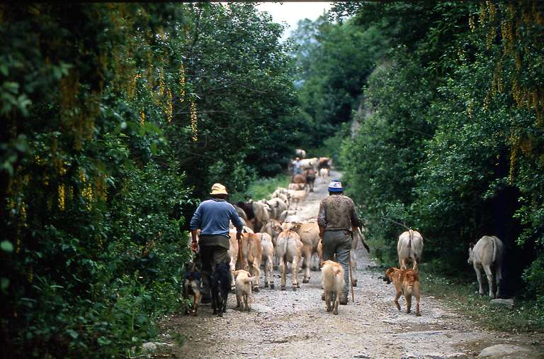 Transhumance