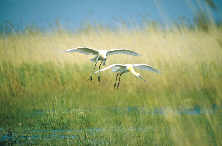 Löffler sul Neusiedlersee