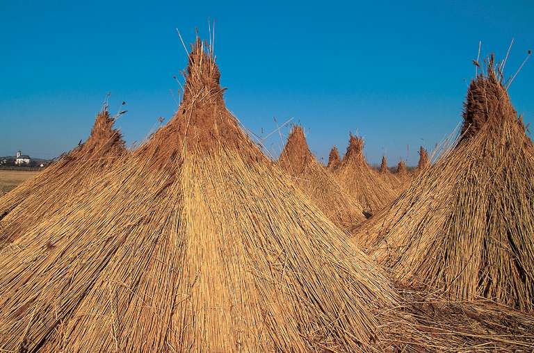 Reeds of  Neusiedlersee