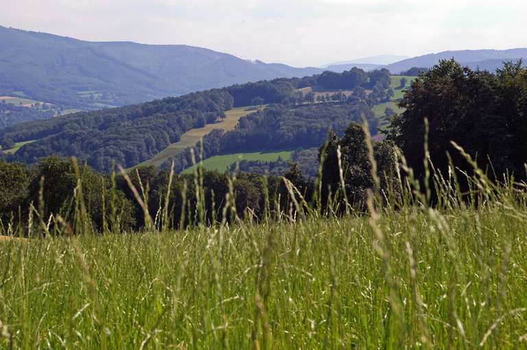 Hügel im Wienerwald