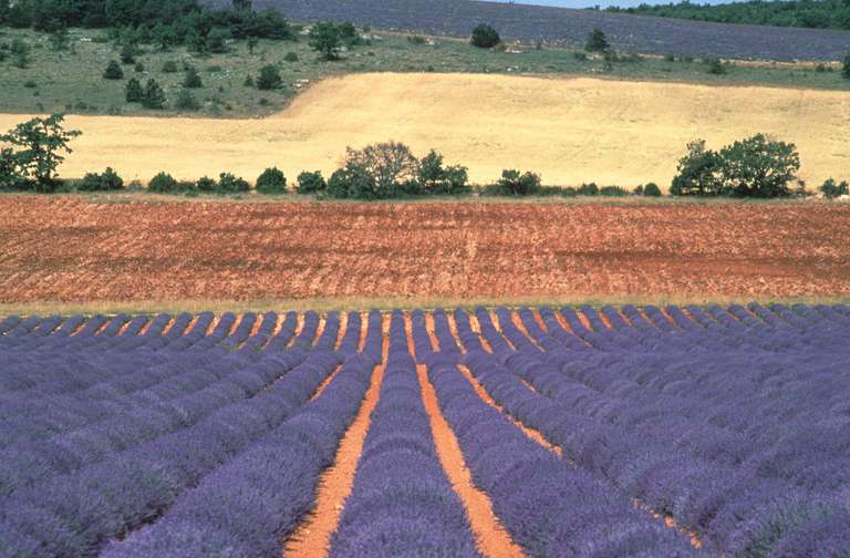 Campi della lavanda e spelta