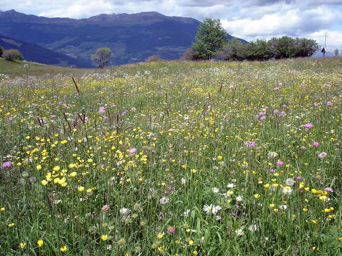 Flower meadow