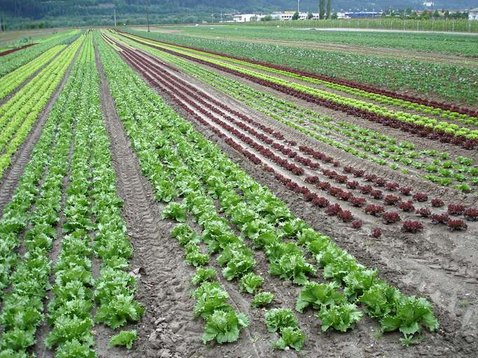 Vegetable gardening