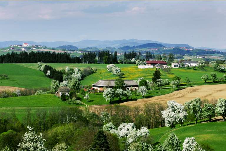 Obstbaumblüte bei Ardagger, Vierkanthof