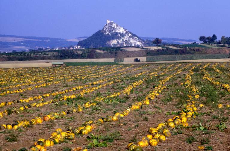 Campo di zucca - Laa an der Thaya, Rovine Laatz