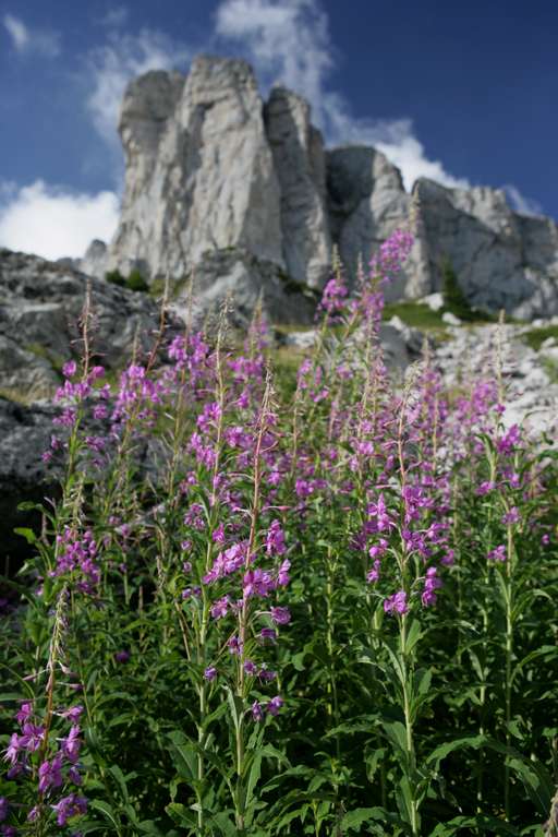 Epilobium