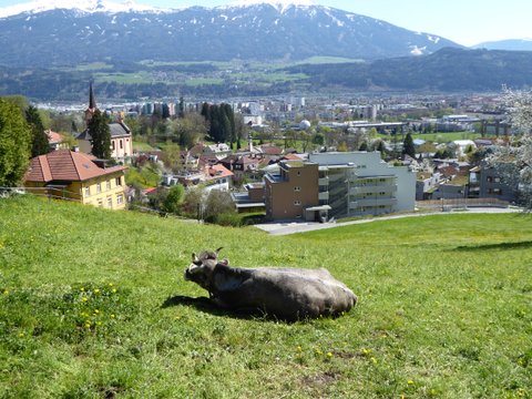 Kuh im Gras liegend oberhalb von Innsbruck bei Mühlau